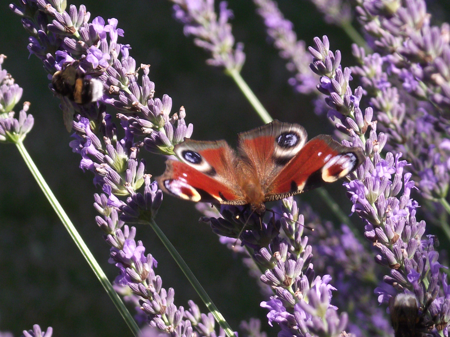 Schmetterling auf Lavendelblüte