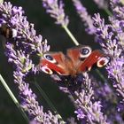 Schmetterling auf Lavendelblüte