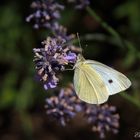 Schmetterling auf Lavendelblüte