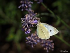 Schmetterling auf Lavendelblüte