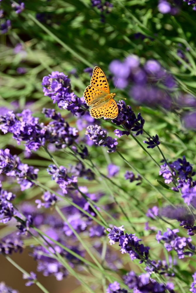 Schmetterling auf Lavendelblüten