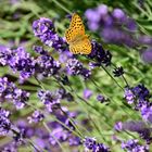 Schmetterling auf Lavendelblüten
