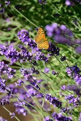 Schmetterling auf Lavendelblüten