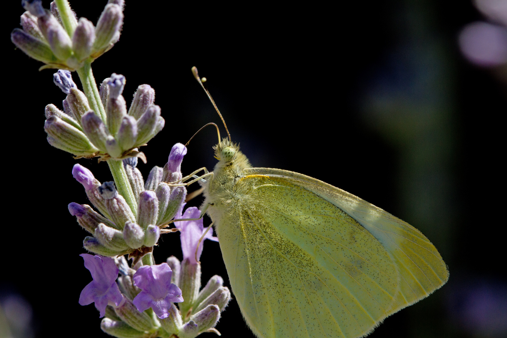 schmetterling auf lavendelblütte