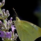 schmetterling auf lavendelblütte