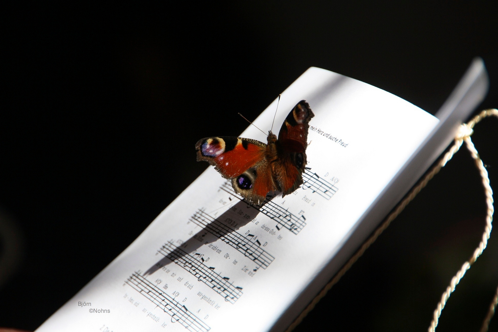 Schmetterling auf Liedbuch