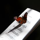 Schmetterling auf Liedbuch