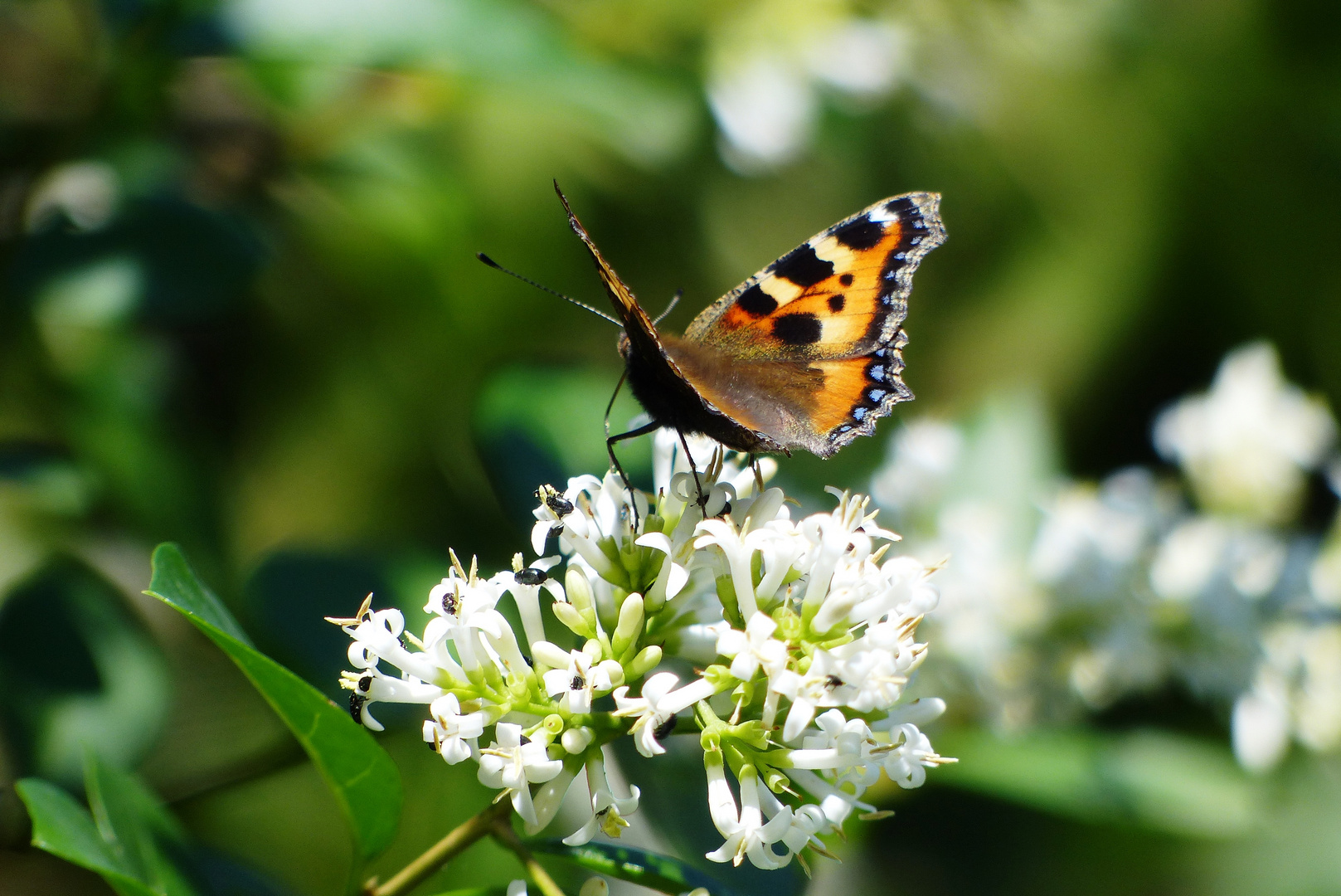 Schmetterling auf Liguster