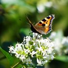 Schmetterling auf Liguster