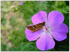 Schmetterling auf lila Blüte