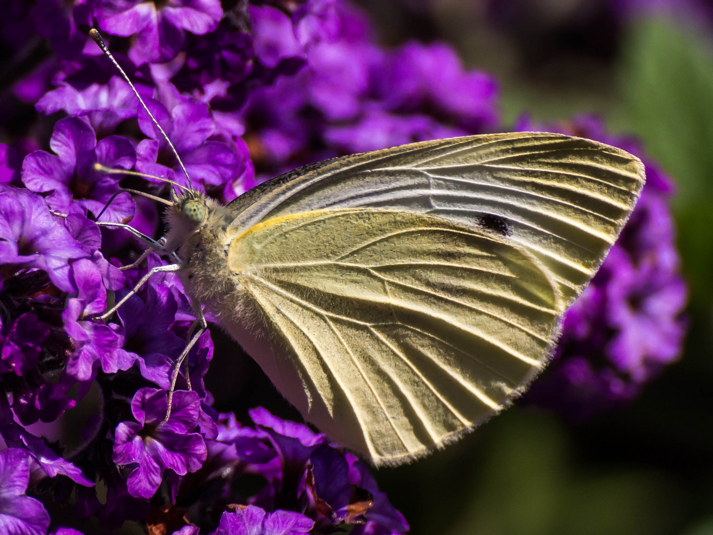 Schmetterling auf Lila Blüten