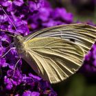 Schmetterling auf Lila Blüten