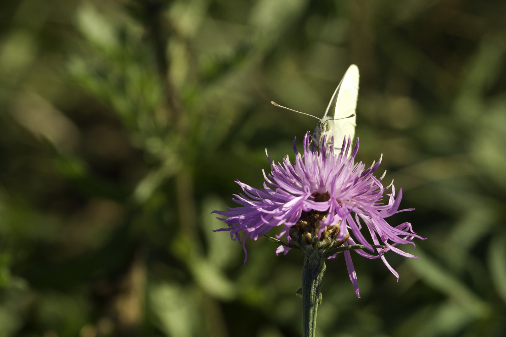 Schmetterling auf lila Blume