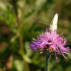 Schmetterling auf lila Blume