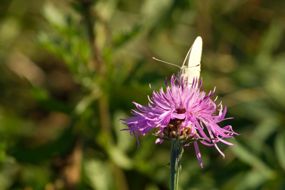 Schmetterling auf lila Blume