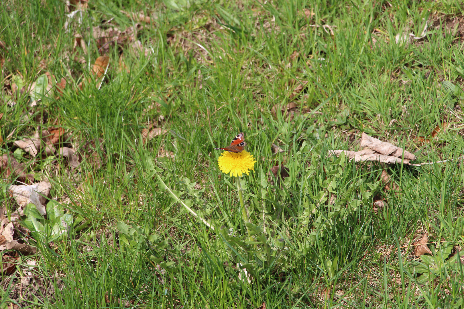 Schmetterling auf Löwenzahn