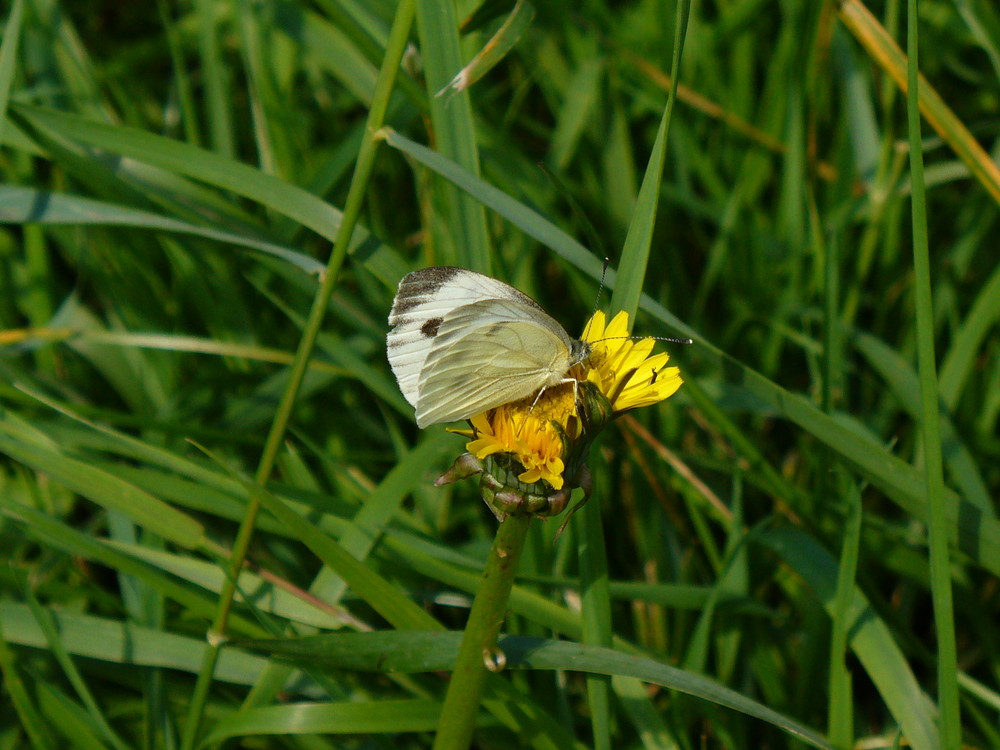 schmetterling auf löwenzahn