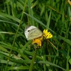 schmetterling auf löwenzahn