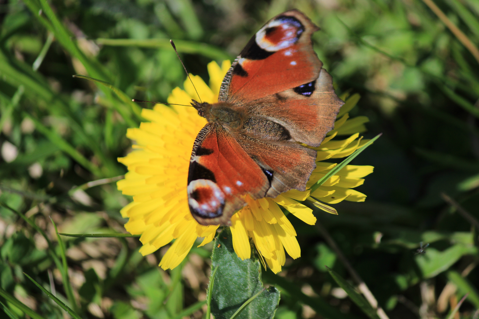 Schmetterling auf Löwenzahn