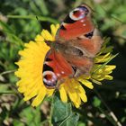 Schmetterling auf Löwenzahn