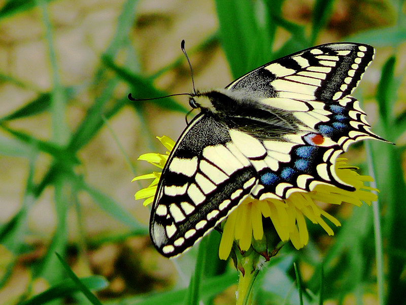 Schmetterling auf Löwenzahn