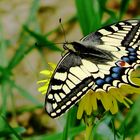 Schmetterling auf Löwenzahn