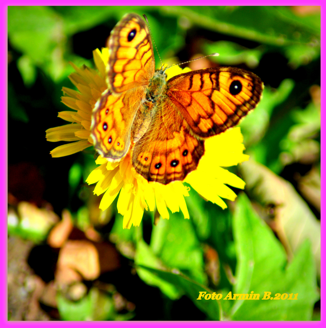 Schmetterling auf Löwenzahn