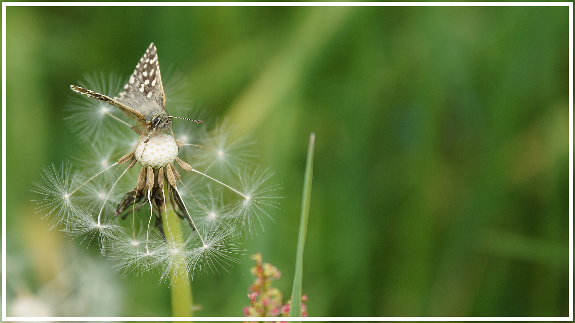 Schmetterling auf Löwenzahn