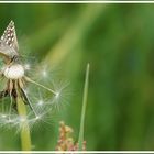 Schmetterling auf Löwenzahn