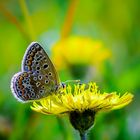 Schmetterling auf Löwenzahn