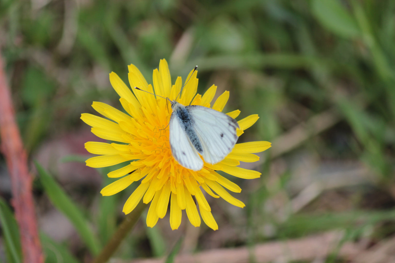 Schmetterling auf Löwenzahn II