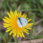 Schmetterling auf Löwenzahn II