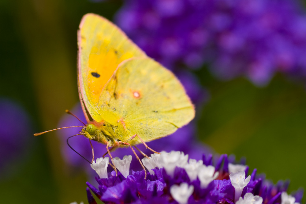 Schmetterling auf Madeira