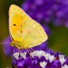 Schmetterling auf Madeira