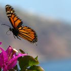 Schmetterling auf Madeira