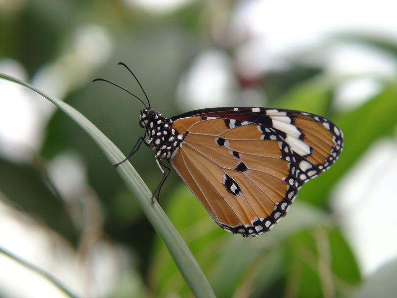 Schmetterling auf Mainau