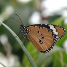 Schmetterling auf Mainau