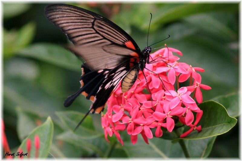 Schmetterling auf Malaysia