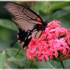 Schmetterling auf Malaysia