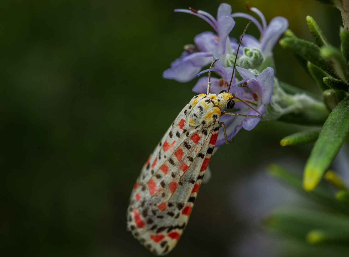 Schmetterling auf Mallorca - es ist ein PUNKTBÄR