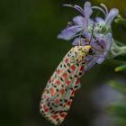 Schmetterling auf Mallorca - es ist ein PUNKTBÄR