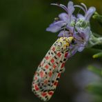 Schmetterling auf Mallorca - es ist ein PUNKTBÄR