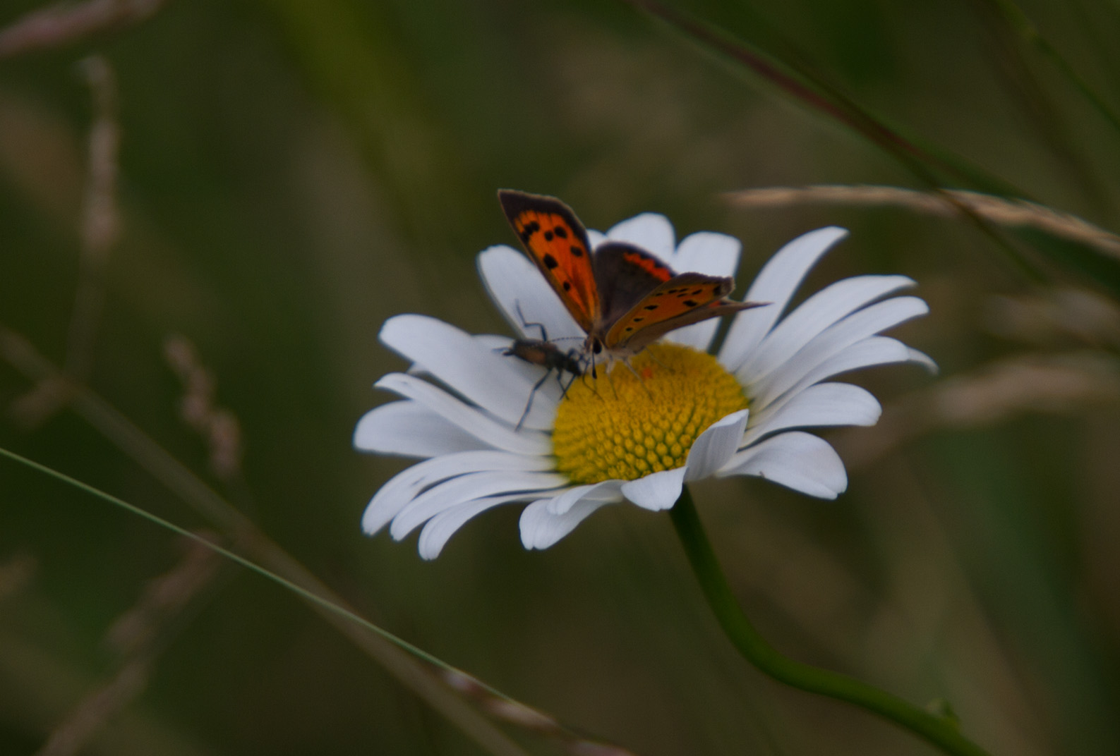 Schmetterling auf Margarite