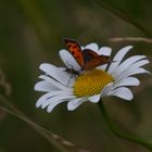 Schmetterling auf Margarite