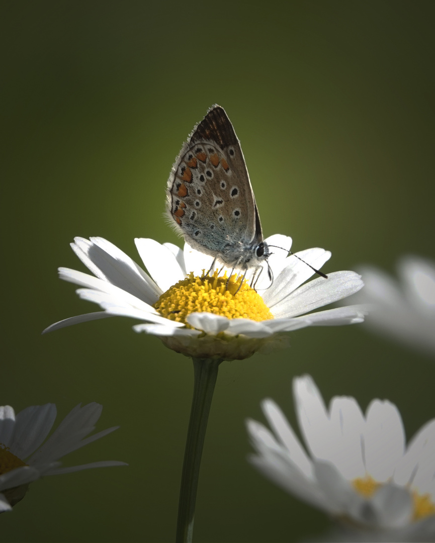 Schmetterling auf Margerite