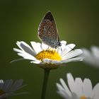 Schmetterling auf Margerite