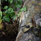 Schmetterling auf Maske