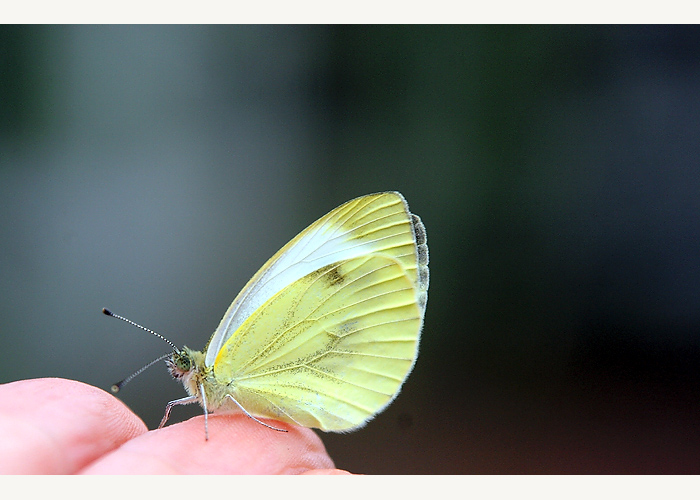 .....Schmetterling auf meine Hand.....