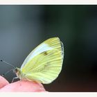 .....Schmetterling auf meine Hand.....