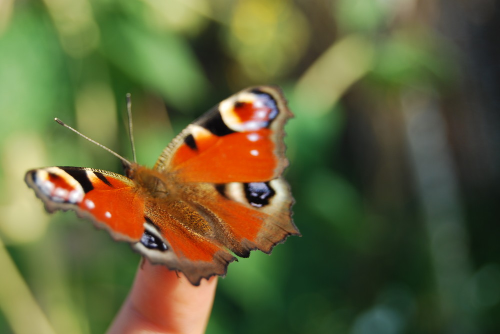 schmetterling auf meinem Finger